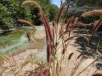 Setaria sphacelata