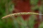 Setaria sphacelata
