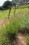 Setaria sphacelata