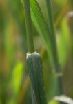Setaria sphacelata