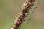 Setaria sphacelata