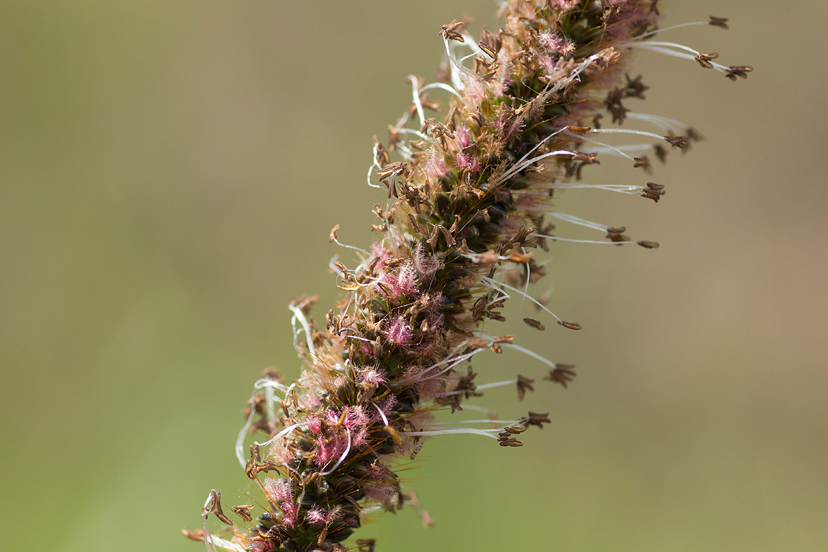 Setaria sphacelata