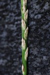 Stenotaphrum dimidiatum
