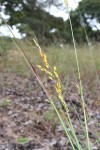 Melinis kallimorpha