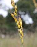 Melinis kallimorpha