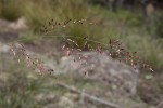 Melinis nerviglumis