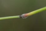 Melinis nerviglumis