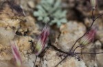 Melinis nerviglumis