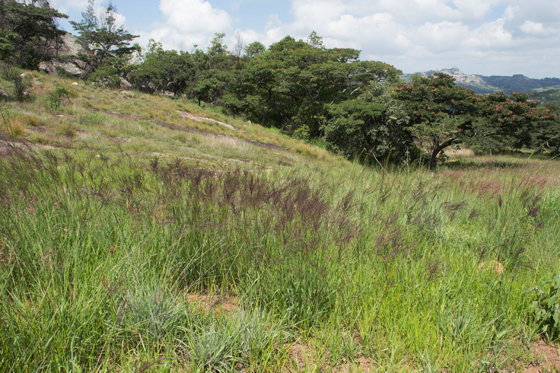 Digitaria gazensis