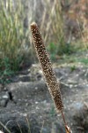 Cenchrus americanus