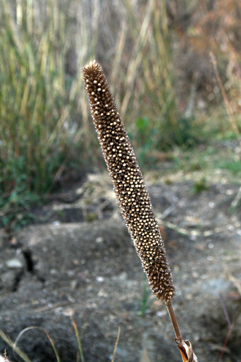 Cenchrus americanus
