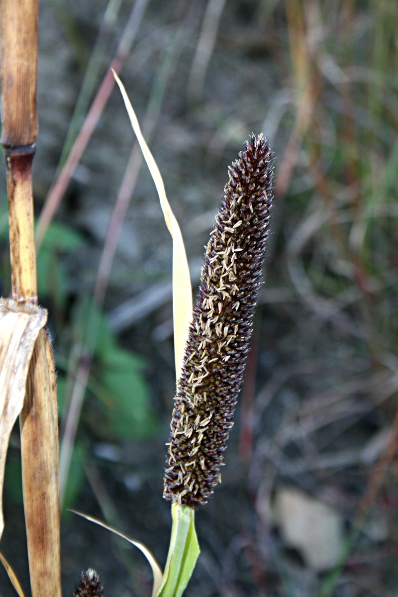 Cenchrus americanus