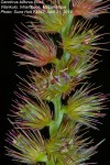 Cenchrus biflorus
