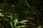 Isachne mauritiana