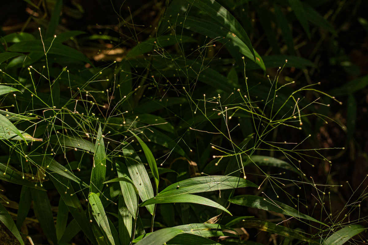 Isachne mauritiana