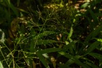Isachne mauritiana