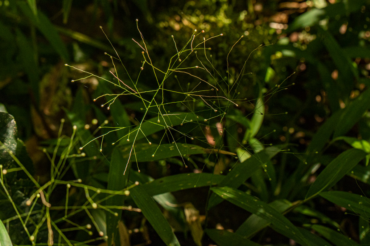 Isachne mauritiana