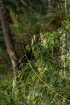 Danthoniopsis pruinosa