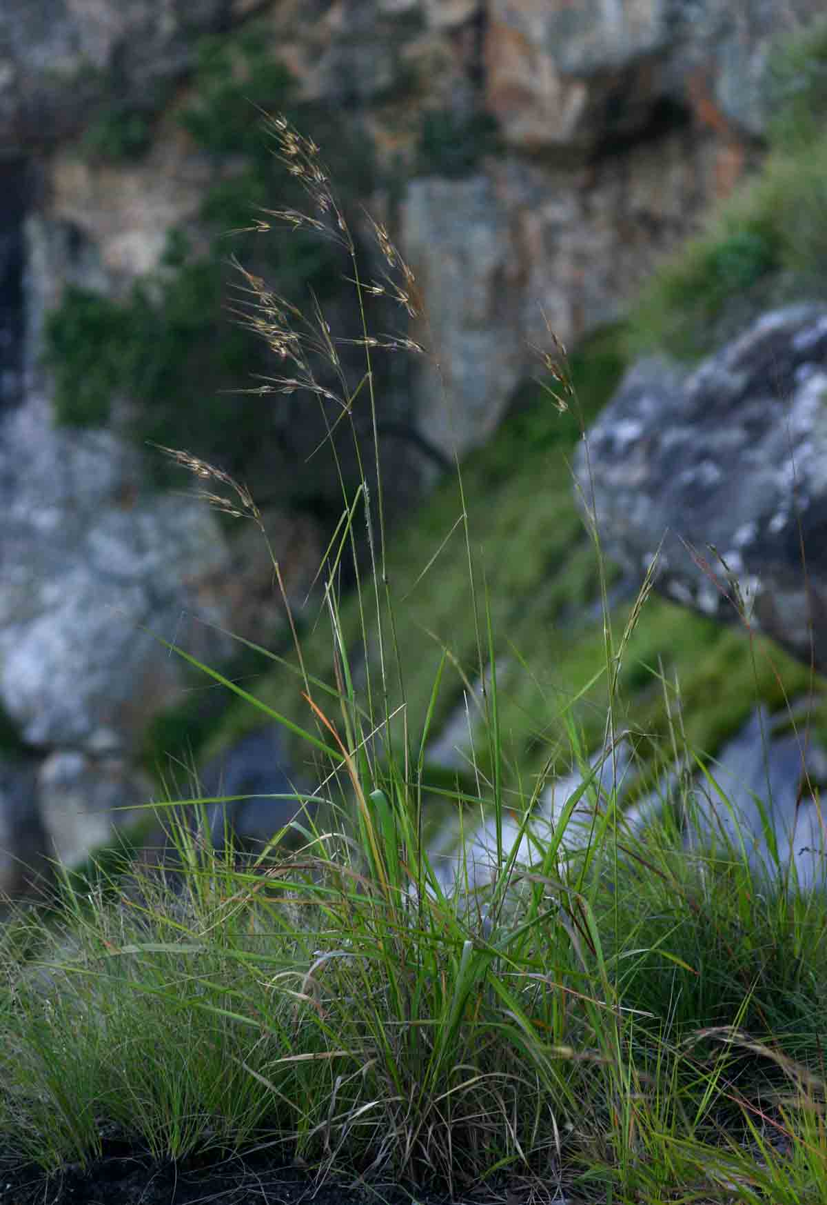 Tristachya nodiglumis