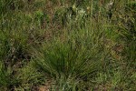 Loudetia simplex