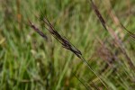 Loudetia simplex
