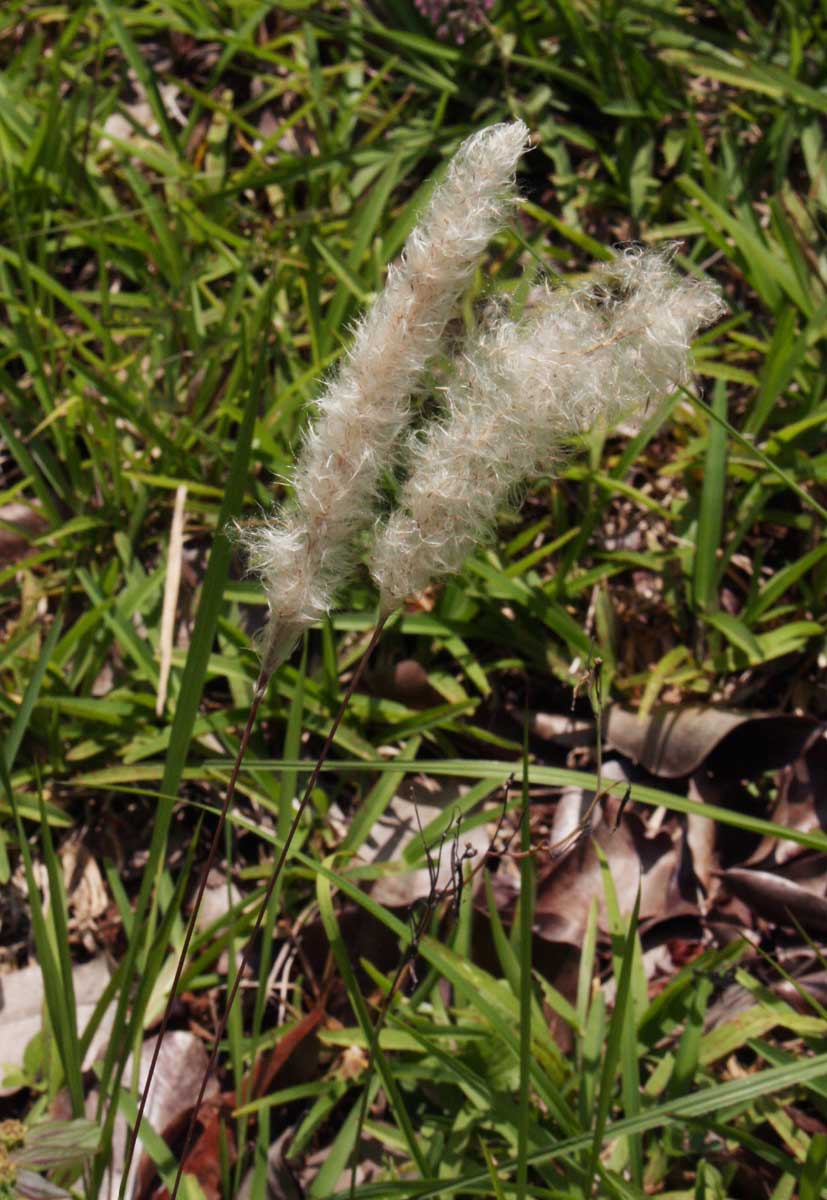 Imperata cylindrica