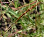 Eulalia aurea