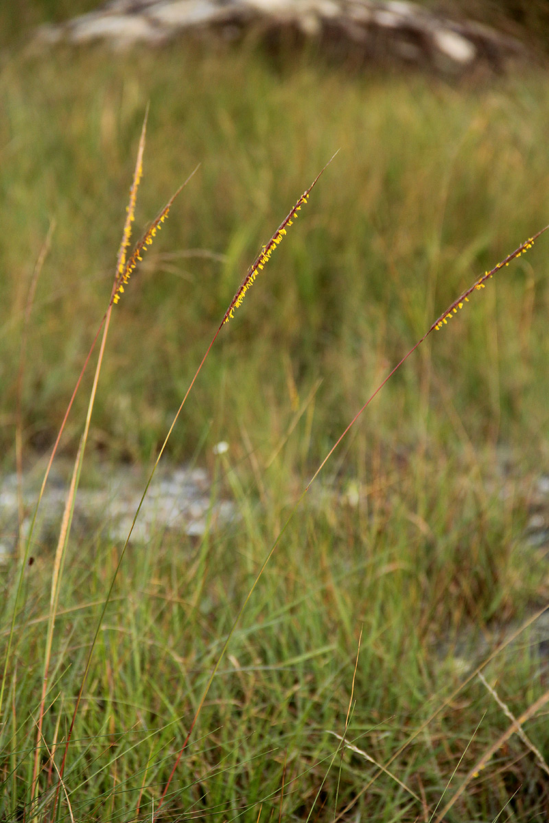 Trachypogon spicatus