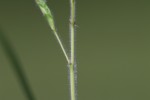 Dichanthium aristatum