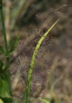 Capillipedium parviflorum