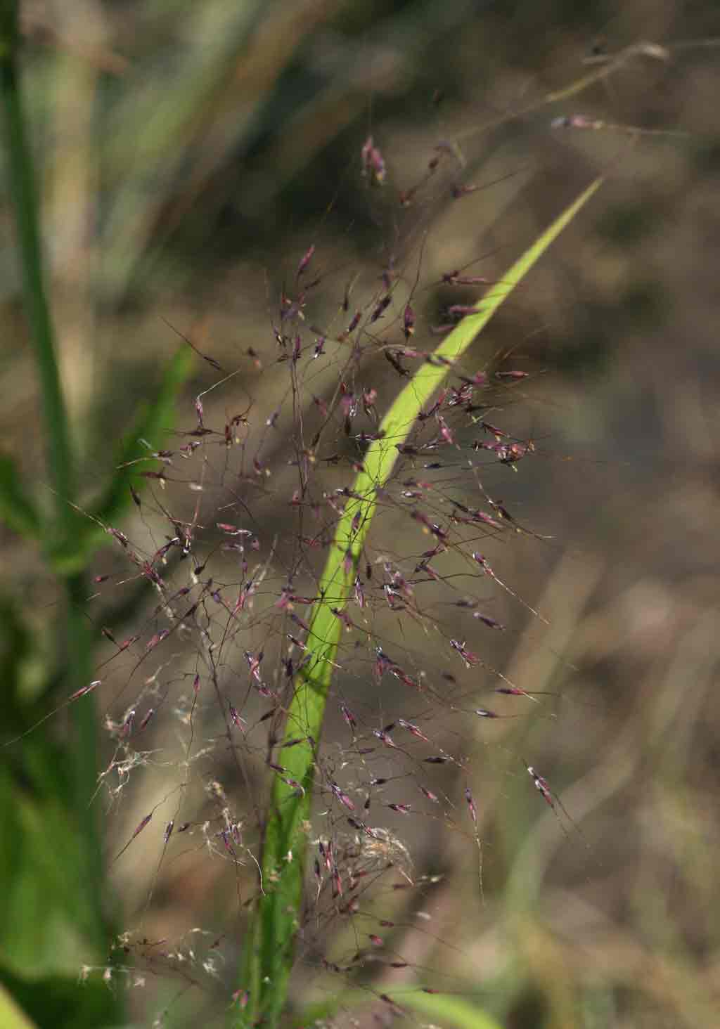 Capillipedium parviflorum