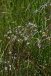 Andropogon eucomus subsp. eucomus
