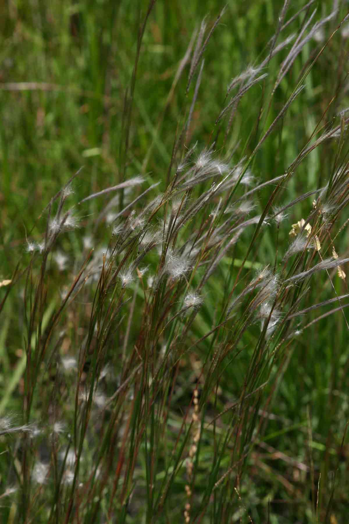 Andropogon eucomus subsp. eucomus
