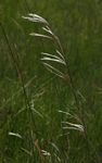 Andropogon eucomus subsp. huillensis