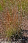 Andropogon eucomus subsp. huillensis
