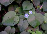 Ipomoea parasitica