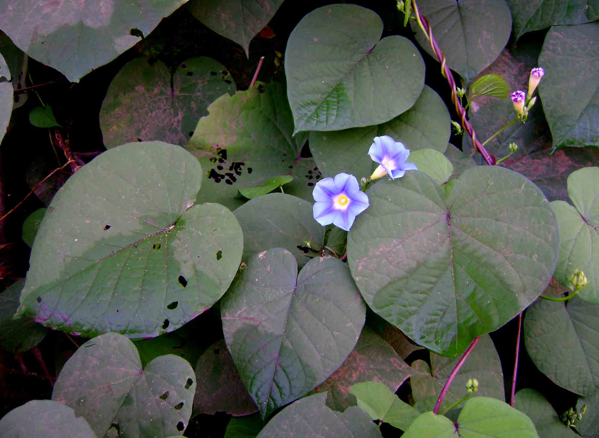 Ipomoea parasitica