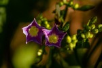 Ipomoea parasitica