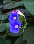 Ipomoea parasitica