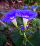 Ipomoea parasitica