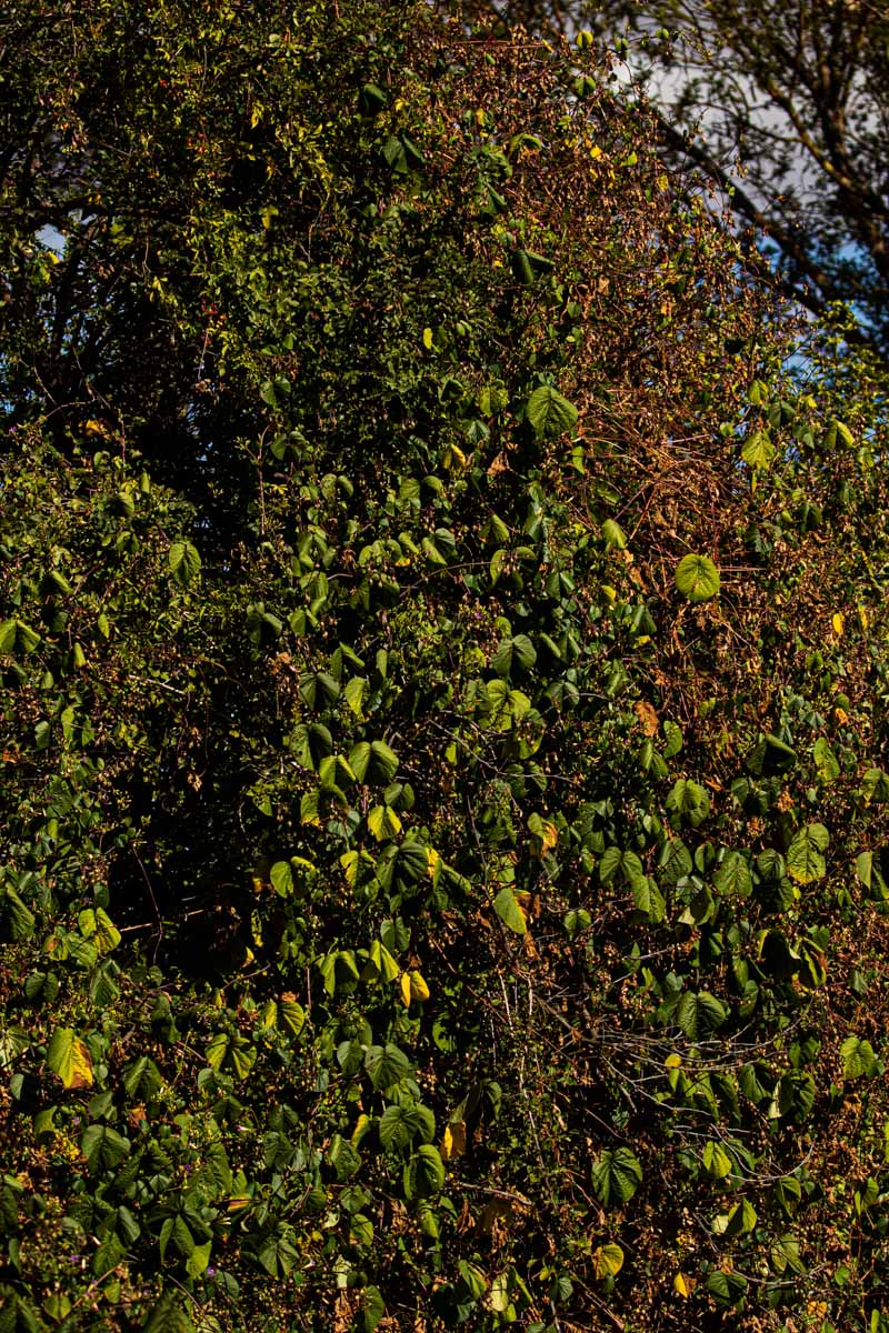 Ipomoea parasitica