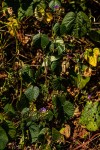 Ipomoea parasitica