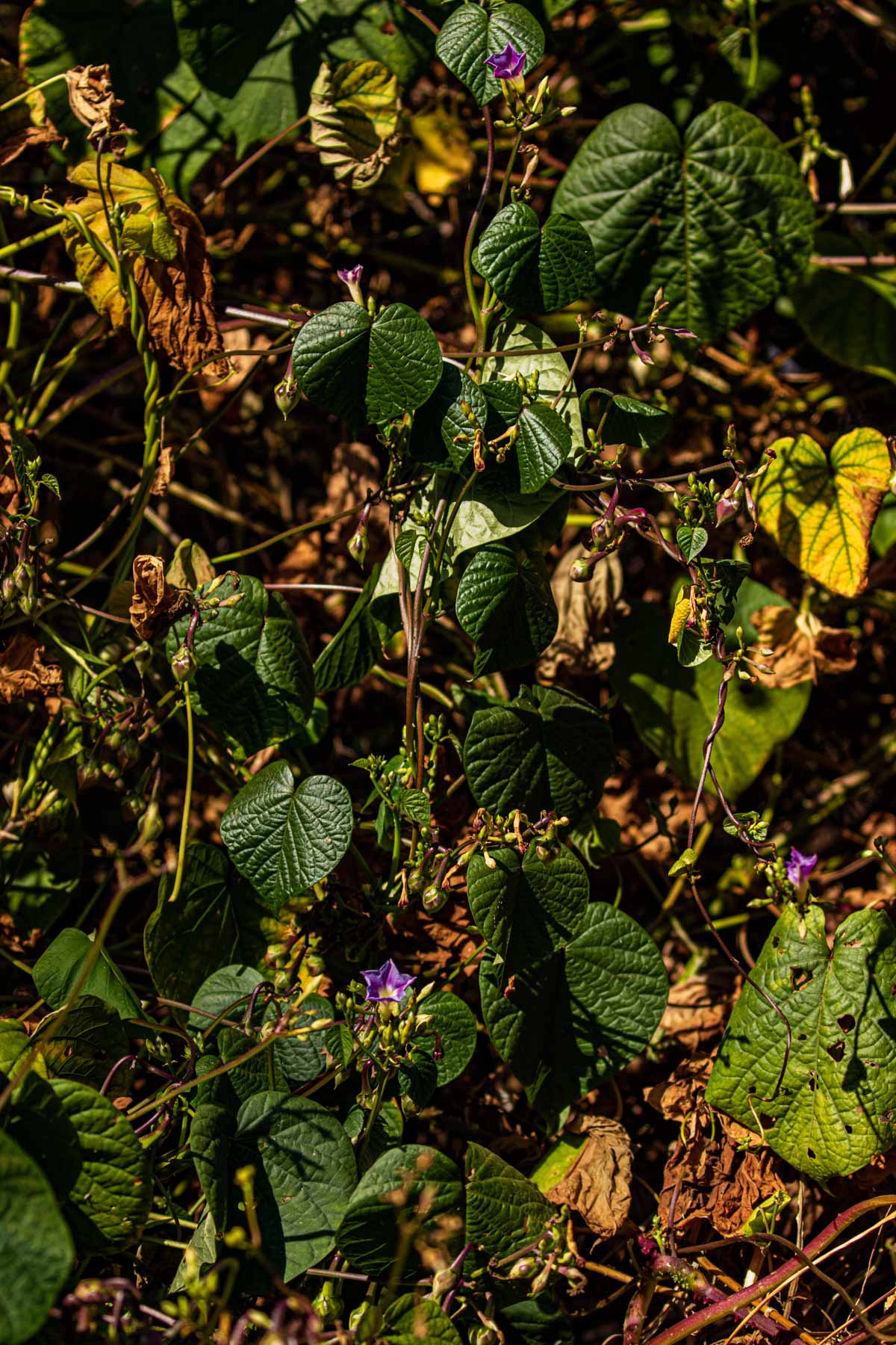 Ipomoea parasitica