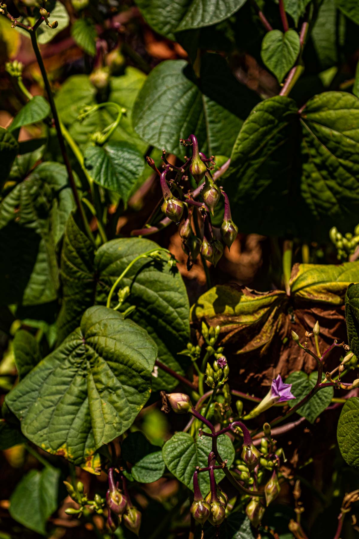 Ipomoea parasitica