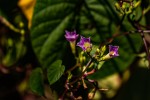Ipomoea parasitica