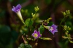 Ipomoea parasitica