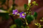 Ipomoea parasitica