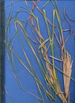 Schizachyrium sanguineum
