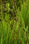 Hyparrhenia newtonii var. newtonii