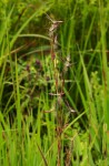 Hyparrhenia newtonii var. newtonii